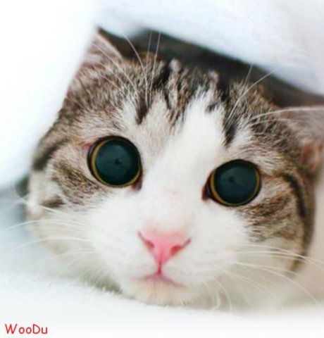 Ольга Черепенина