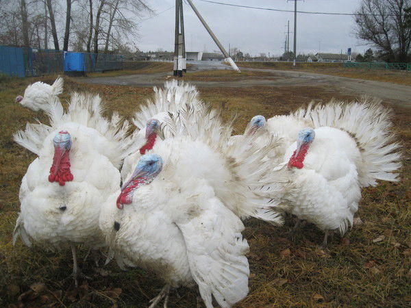 Репин Дмитрий