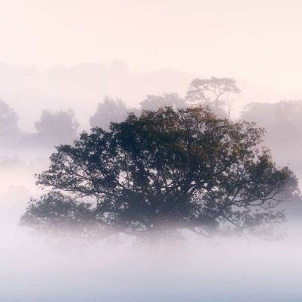 Светлана Лукина