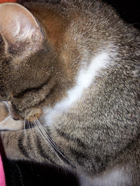 Марина Шевченко