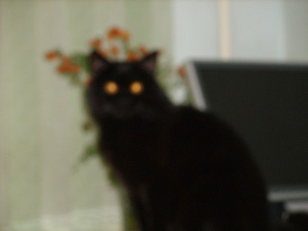 Филимон Котов