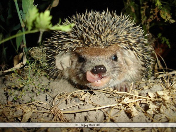 Ангелина Белова