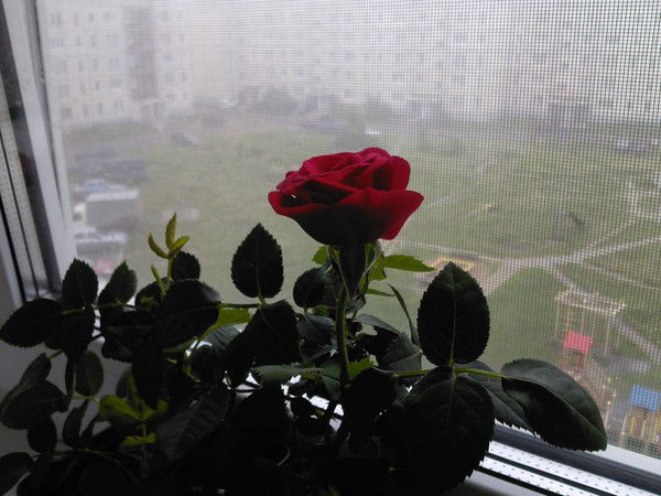 Адиля Наумова