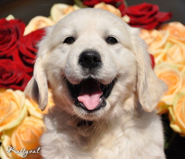 Татьяна Самойленко