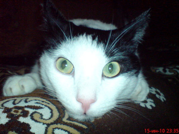 Николай Караваев