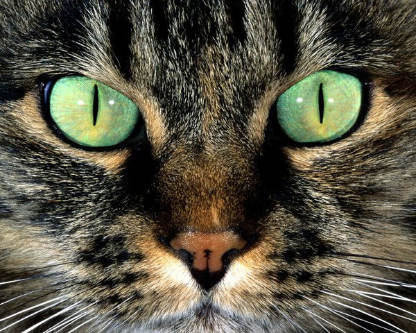 Наташа Тухбатуллина