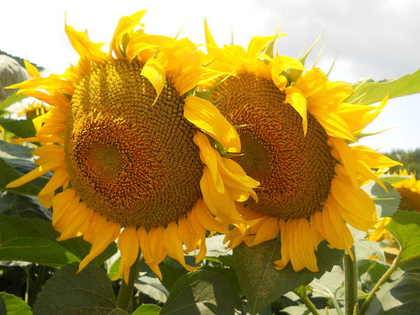 Любовь Голанцева