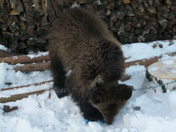 Александр Абросимов