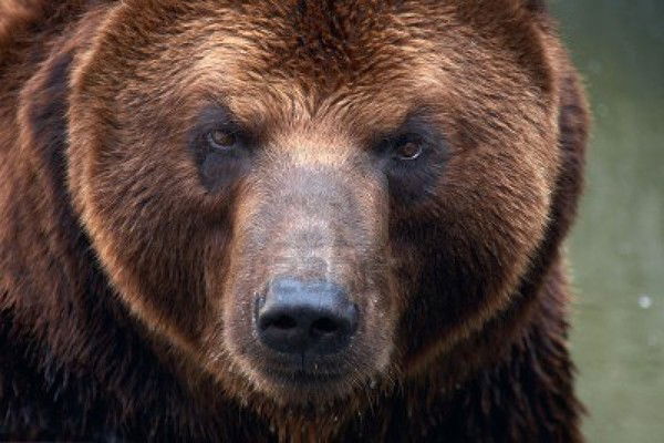 Михаил Басий