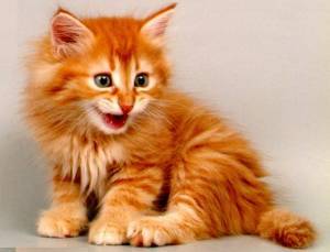 Анна Дамаскина