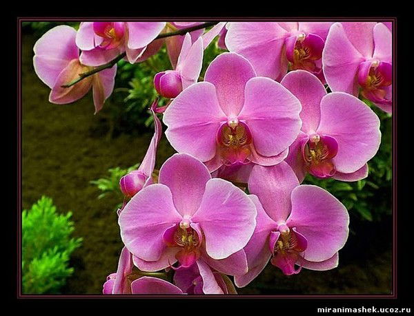 Екатерина Шалина