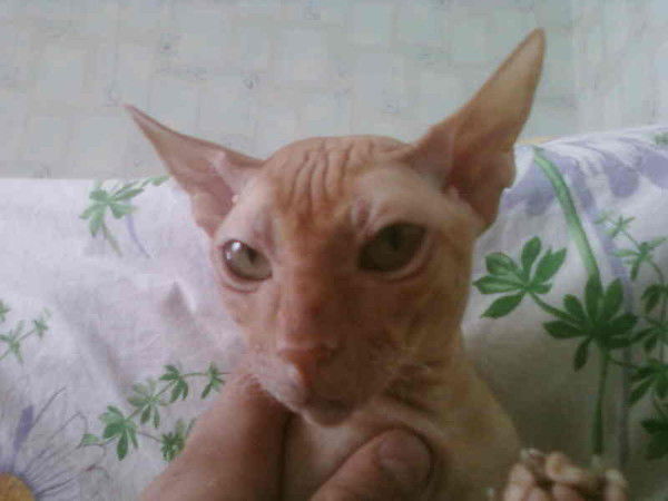 Михал Титов