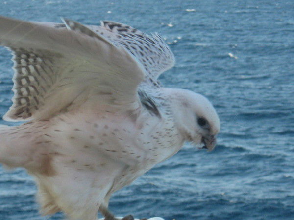 Диана Долганина