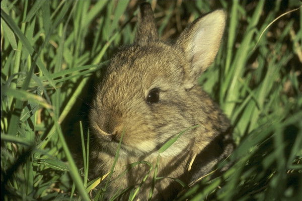 Гульнара Конопля
