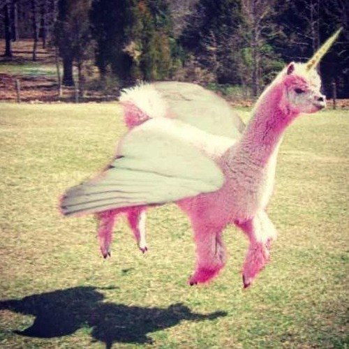 Лама Розовая