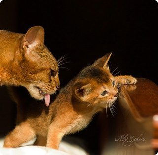 Светлана Евстигнеева