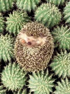 Наталья Черноус