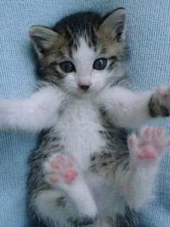 Елена Токарева