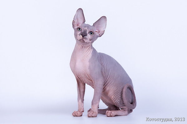 Лариса Лимонова