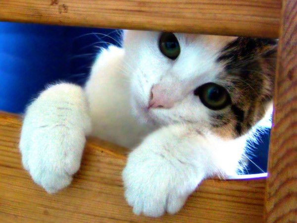 Твой Малыш:)