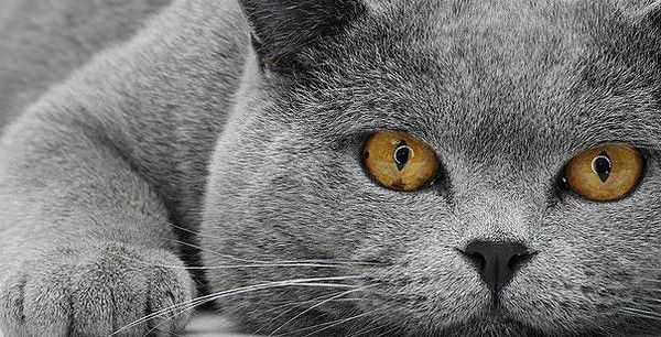 Таша Урушадзе