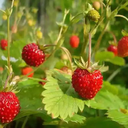 Наталья Ромашихина