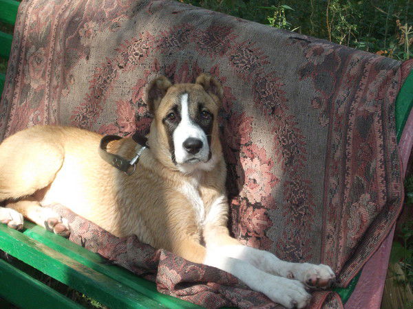 Светлана Козлова