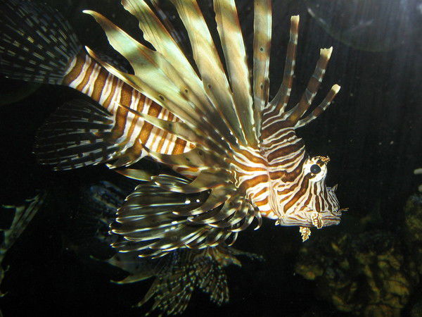 Натали Владимирова