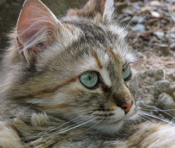 Наталья Линева