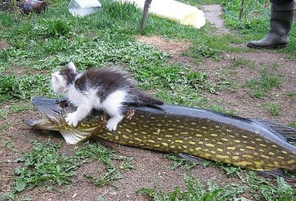 Владимир Кормщиков