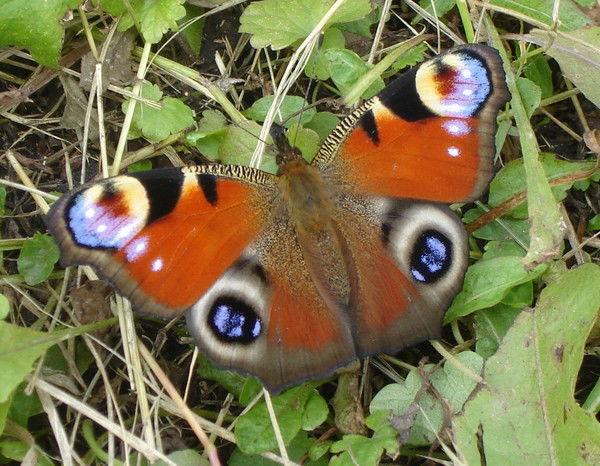 Татьяна Дядюн