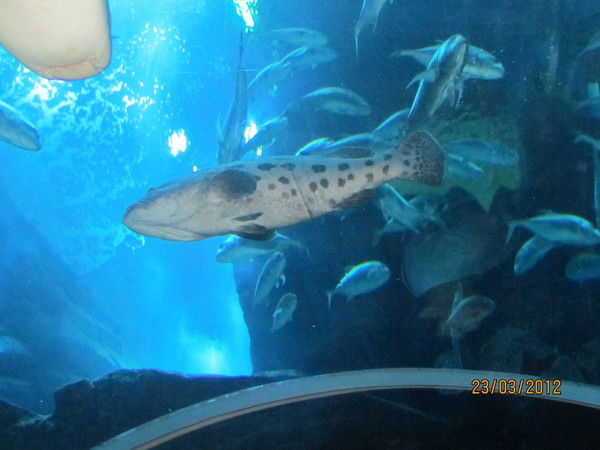 Таисия Дигай