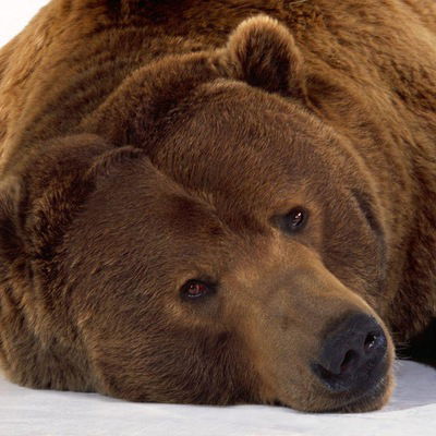 Пересвет Брянский