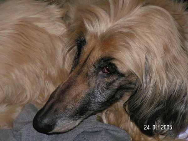 Ольга Погосова