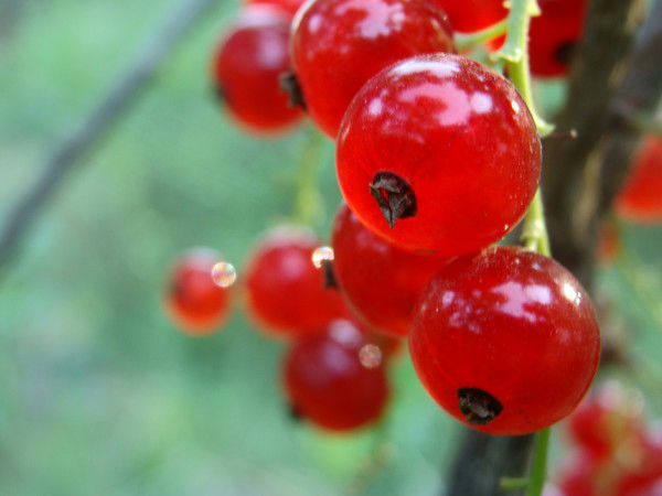 Ольга Ломовцева