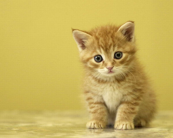 Елена Никитина