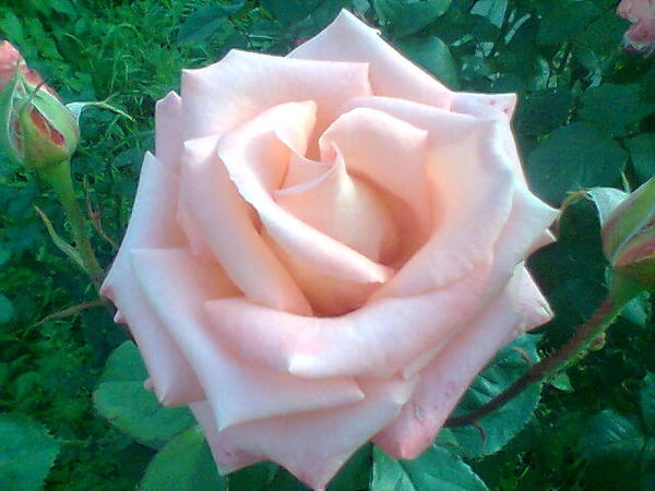 Светлана Ефимова