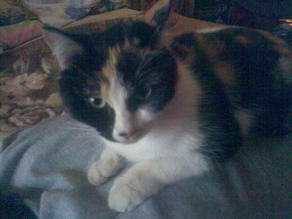 Николай Сапрыкин