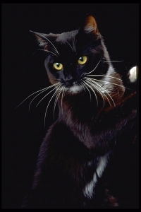 Галина Вознесенская