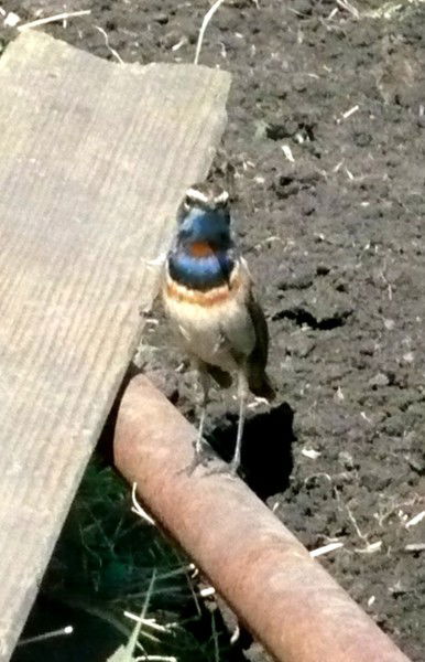 Милана Чистякова