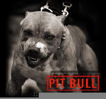 Тимур Донцов