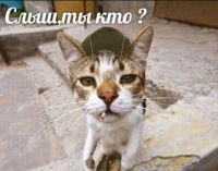 Александр Шпис