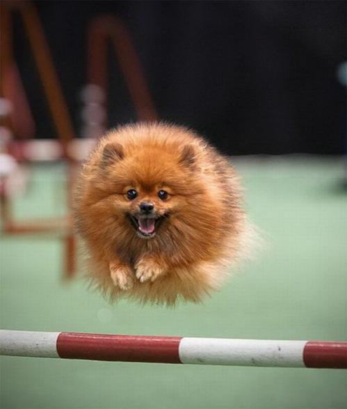 Максим Горелый