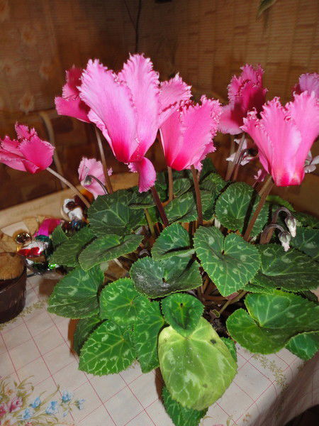 Алия Фатхутдинова