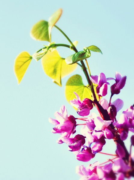 Алевтина Бахметьева