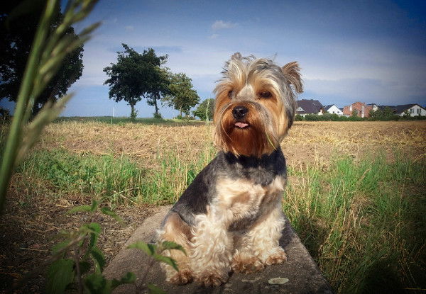 Вера Госсен