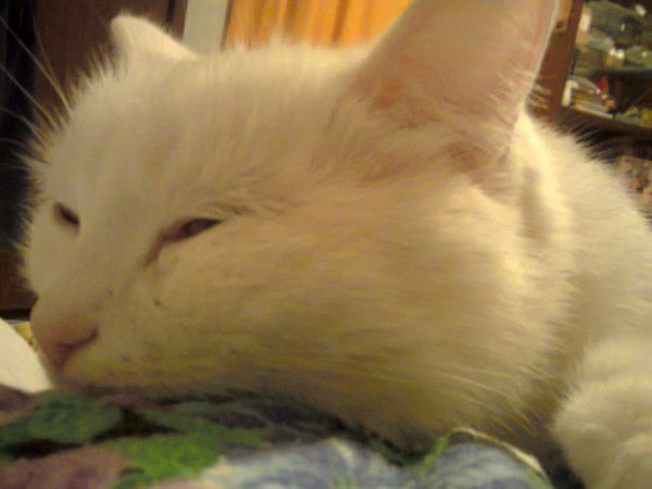 Елена Сахненко