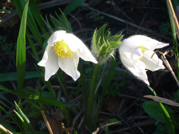 Татьяна Шрайнер