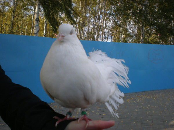 Альфия Махмутова