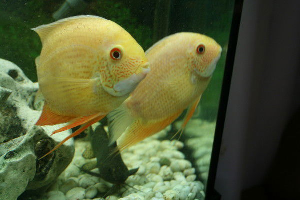 Михаил Силваши